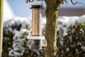 Birds enjoying food from a feeding pole (bird feeder). Feeding birds with peanuts and sunflowers....