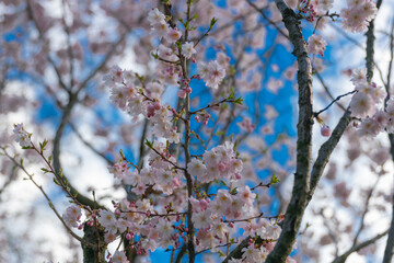Delicate pink sakura in full bloom. Beautiful petals against the blue sky. Spring nature, bloom, beauty, macro. Bright pink flowers on tree branches. Spring Park