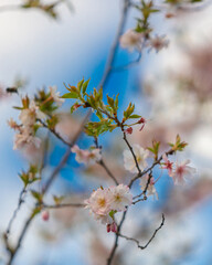 Delicate pink sakura in full bloom. Beautiful petals against the blue sky. Spring nature, bloom, beauty, macro. Bright pink flowers on tree branches. Spring Park