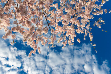 Delicate pink sakura in full bloom. Beautiful petals against the blue sky. Spring nature, bloom, beauty, macro. Bright pink flowers on tree branches. Spring Park
