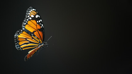 A bold monarch butterfly with its distinctive orange and black wings, captured in a minimalist dark...