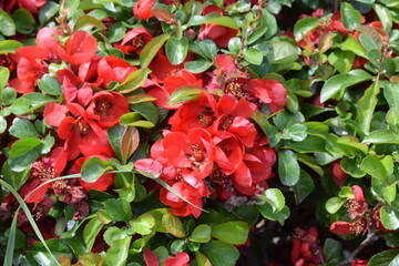 red blooming bush in spring