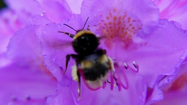 Macro Shot Of Buff-tailed Bumblebee Collecting Pollen From Blooming Pink Flower. rack focus