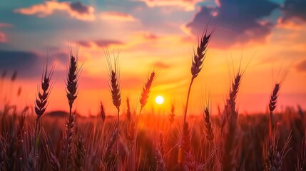 Breathtaking sunrise over a serene wheat field landscape in the early morning light