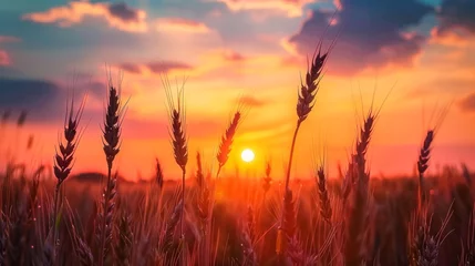 Tableaux ronds sur plexiglas Corail Breathtaking sunrise over a serene wheat field landscape in the early morning light