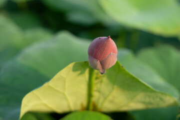 Lotus,Artificially created bio system with a beautiful white lotus flower, marsh plants and...