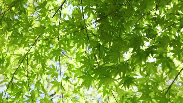 Green tree leaves in summer sunlight. Bright green maple foliage sway in blow wind in spring forest.