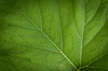 Fresh leaves of a pumpkin creeper plant