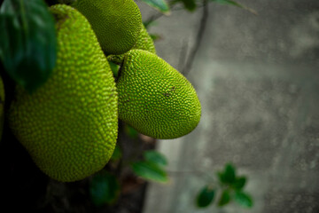  Artocarpus heterophyllus,Artocarpus heterophyllus is not cut open immediately, Artocarpus...