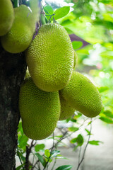  Artocarpus heterophyllus,Artocarpus heterophyllus is not cut open immediately, Artocarpus...