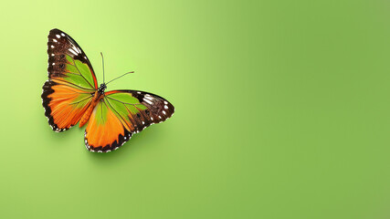 A visually stunning two-toned butterfly perfectly centered on a vibrant green backdrop, capturing...