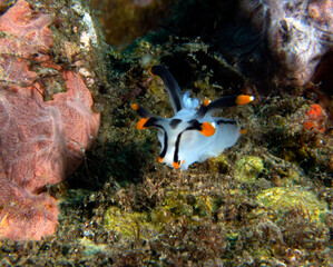 A Thecacera picta nudibranch crawling on soft corals Dauin Philippines