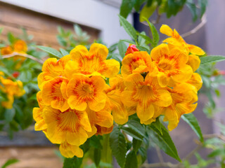 Hybrid trumpet flowers in the pot as an ornamental houseplant. Esperanza plant (Tecoma stans) has a...