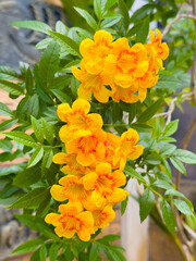 Hybrid trumpet flowers in the pot as an ornamental houseplant. Esperanza plant (Tecoma stans) has a yellow and orange blossom in the summer season.