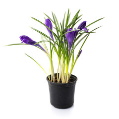 Garden flower pot with spring crocuses isolated on white background