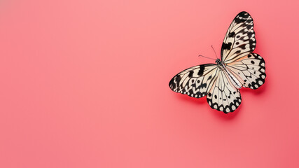 This image showcases a delicate white and black butterfly with intricate patterns, set against a...