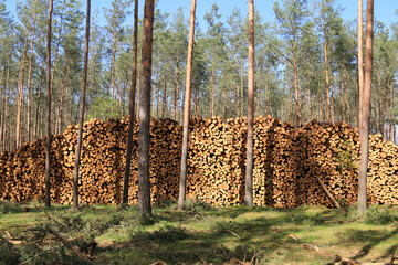 Holzpolter am Waldrand