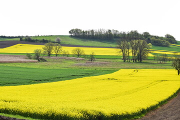 swampland with yellow hills around