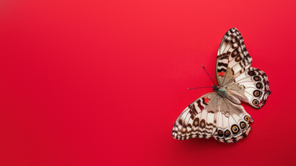 The wings of a painted lady butterfly fully spread on a monochrome red surface, showcasing the...