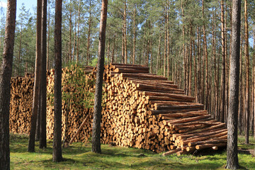 Holzpolter am Waldrand