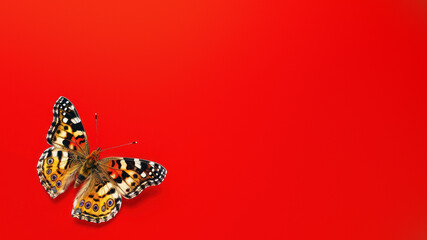 A single butterfly with intricate wing patterns captured on a bold red background, highlighting the...
