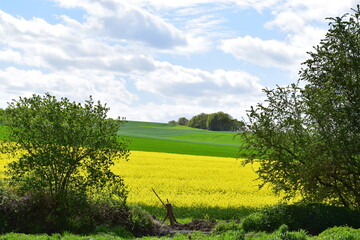 yellow blooming fields in springtime