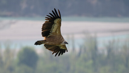 Eurasian griffon vulture (Gyps fulvus) in flight over Tagliamento river. Cornino lake area, Udine...