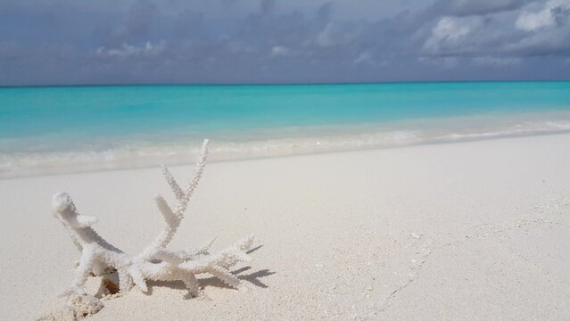 White Staghorn coral on the sandy beach on the island in Asia