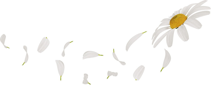 falling chamomile or daisy flower petals