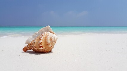 Obraz na płótnie Canvas Closeup shot of a seashell on the sand in the Maldives