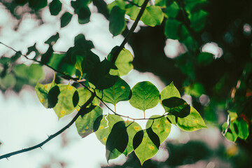 Bougainvillae flowers,Bougainvillae belonging to the four o' clock family.Bougainvillae are evergreen where rainfall occurs all year, or deciduous if Bougainvillae is a dry season