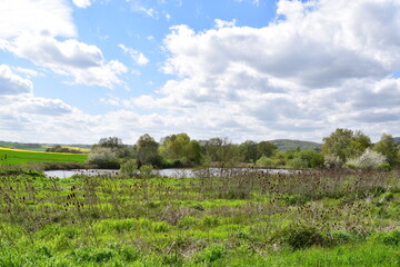 small swamp lake in spring