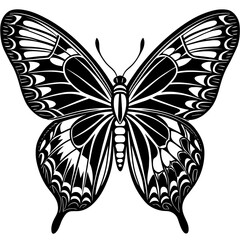     Butterfly vector illustration.

