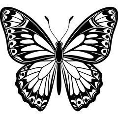     Butterfly vector illustration.
