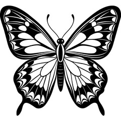     Butterfly vector illustration.
