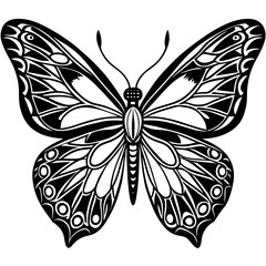     Butterfly vector illustration.
