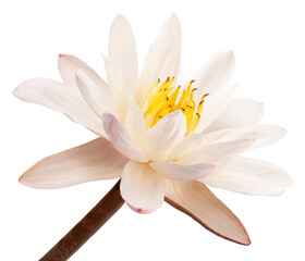 White lotus flower isolated on white background, White lotus on White Background PNG File.
