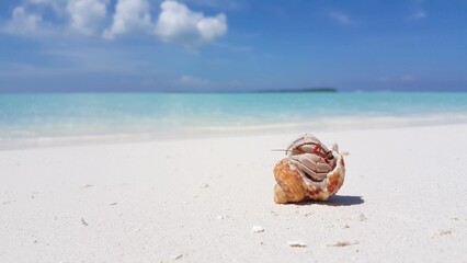 Fototapeta na wymiar Closeup of a Hermit crab at a beach on a summer sunny day