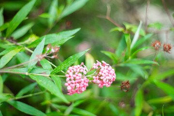 Arachnothryx leucophylla,.Arachnothryx leucophylla Intended to beautify the landscape around the house and urban.Arachnothryx leucophylla is a herbaceous plant, 0.3 to 1 m tall