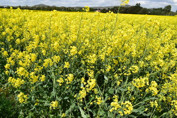 yellow blooming fields in springtime