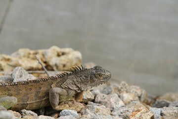 Closeup of a green iguana on the rocks