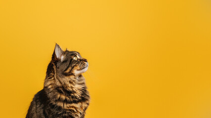 This striking image features a brown tabby cat looking up with a look of wonder, highlighted by a...
