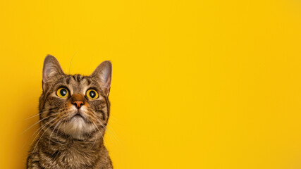 The wide-eyed stare of a curious cat fills the frame, set against a plain yellow background to highlight its features