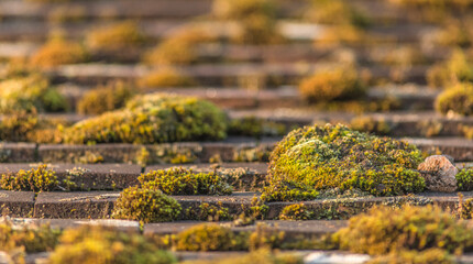 Toit en pierre couvert de mousse à Aignoz, Ceyzérieu, Ain, France