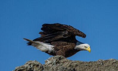 Bald eagle perching on rock