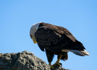 Bald eagle perching on rock