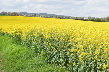 yellow blooming fields in springtime