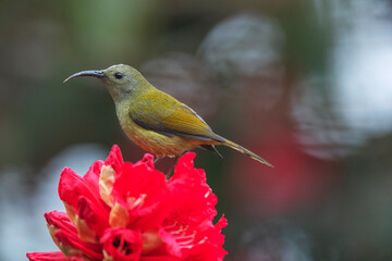 Rishop, West Bengal, India. Green-tailed Sunbird, Aethopyga nipalensis female