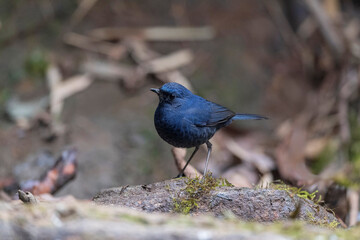 Senchal Wild Life Sanctuary, Blue-fronted robin, Cinclidium frontale