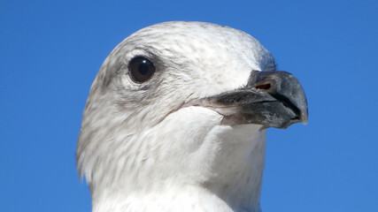Close-up of a Common gull's head ( Larus canus) against the blue sky